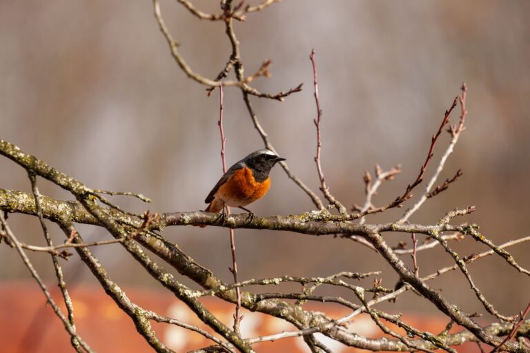 A vibrant common redstart bird perching on a leafless branch in spring.
