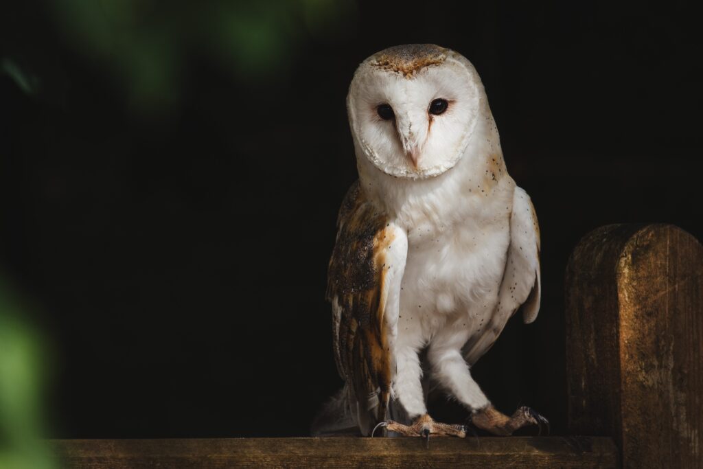 Bird of prey