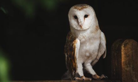Enchanting Owls: A Comprehensive Guide to Attracting and Supporting These Captivating Birds in Your Garden