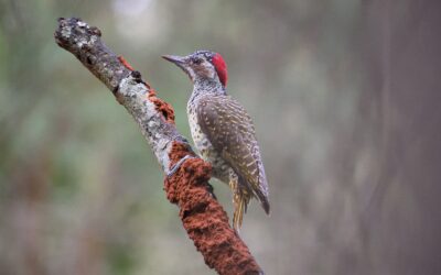 Is Birdwatching Boring?