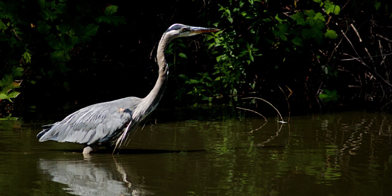 Creating a Heron Haven: Tips for Attracting Herons to Your Garden
