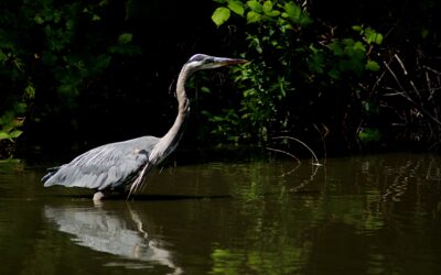 Creating a Heron Haven: Tips for Attracting Herons to Your Garden