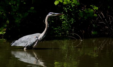 Creating a Heron Haven: Tips for Attracting Herons to Your Garden