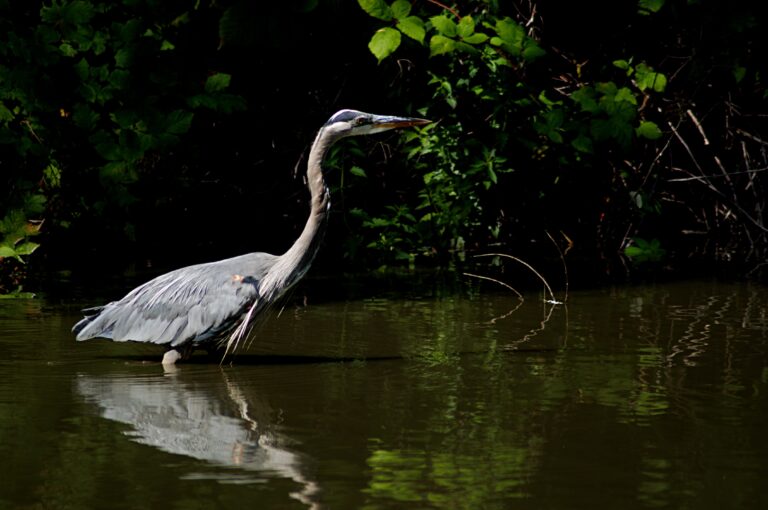 Birdwatching - wading birds