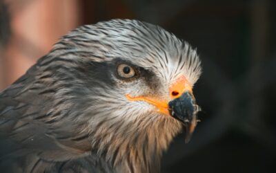 Birds of Prey: A Closer Look at the UK’s Raptor Species