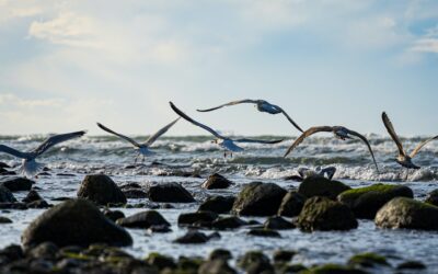 Birdwatching: An Affordable Hobby for Nature Lovers