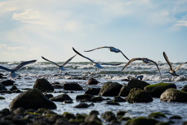 Philip Deus - Seabirds