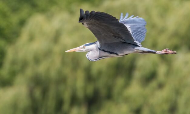 Grey Heron