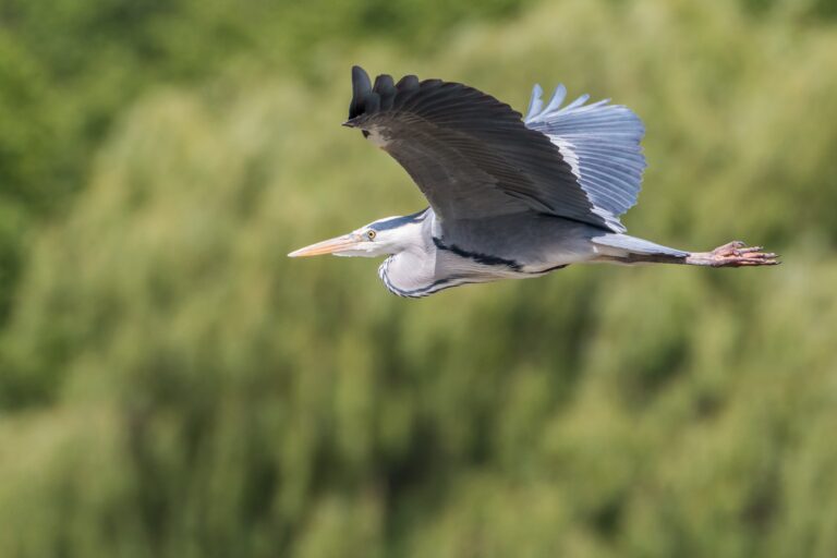 Grey Heron British bird profile