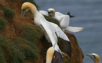 Birding by the Coast: A Beginner’s Guide to Seabird Watching in the UK