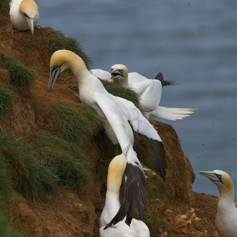 Types of birds