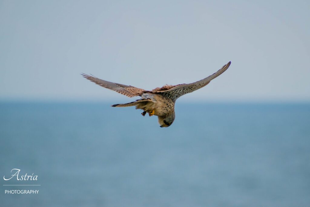 Kestrel by Astria Photography
