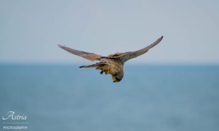 Capturing the Majesty of Kestrels Through Photography