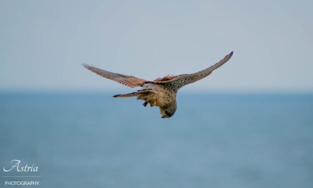 Kestrel