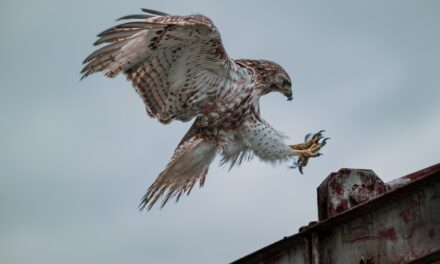 Unleashing the Beauty of Common Buzzards Through Photography in the UK