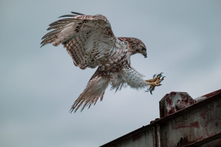 Common Buzzard British bird profile