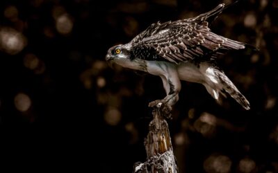 Bringing Birds of Prey to Your Garden: Benefits, Pitfalls, and How to Do It Safely