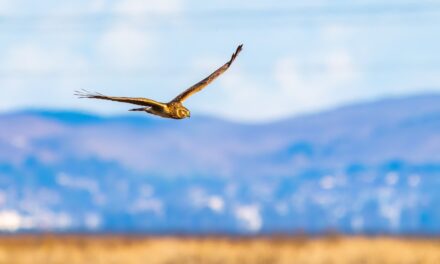 Where can I see Hen Harriers in Wales?