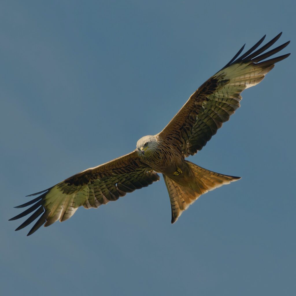 Red Kite British bird profile