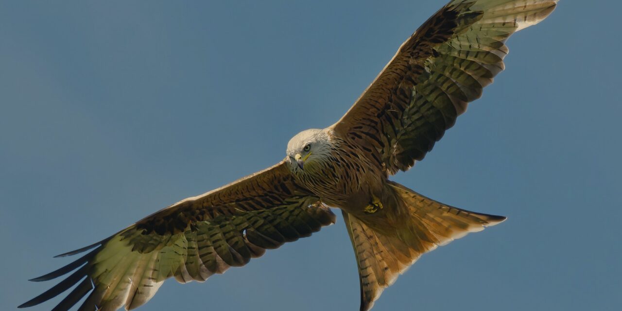 The Majestic Red Kites of Mid Wales: A Guide to Photographing These Beautiful Birds