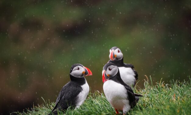 Atlantic Puffin