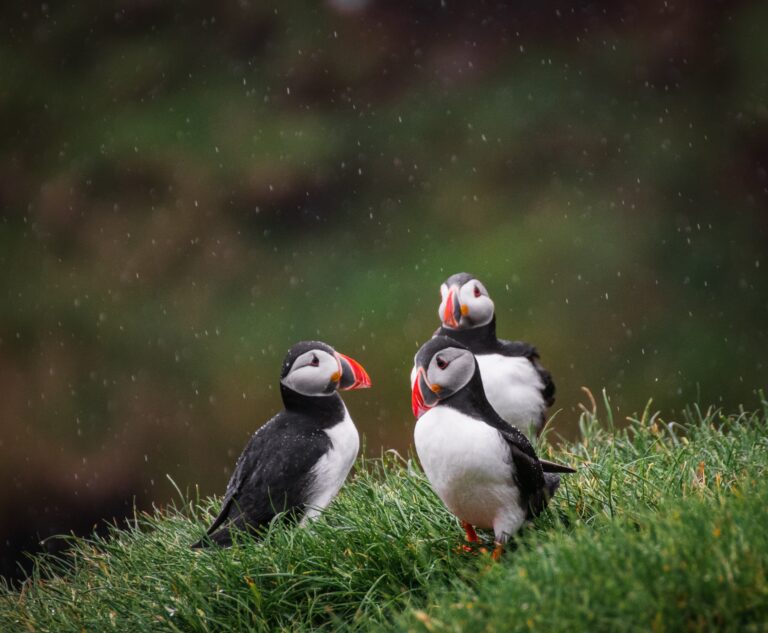 Atlantic Puffin British bird profile