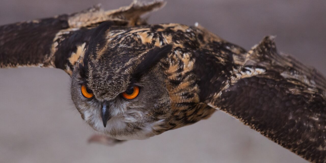 Hiring a Falconry Center for Photography: Capturing the Beauty of Birds of Prey