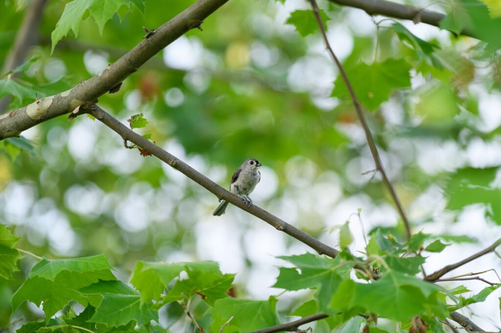 A delicate bird perched on a tree branch surrounded by lush green leaves, captured in spring.