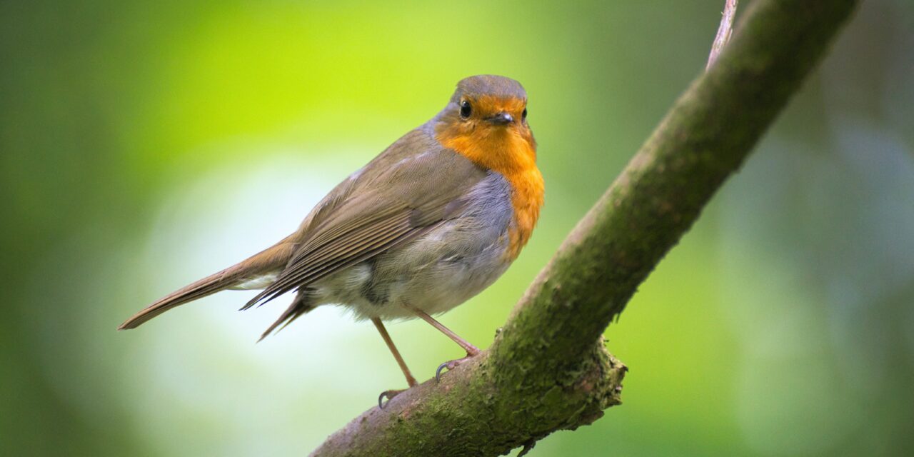 Unveiling the Mysteries of Robins: Your Questions Answered