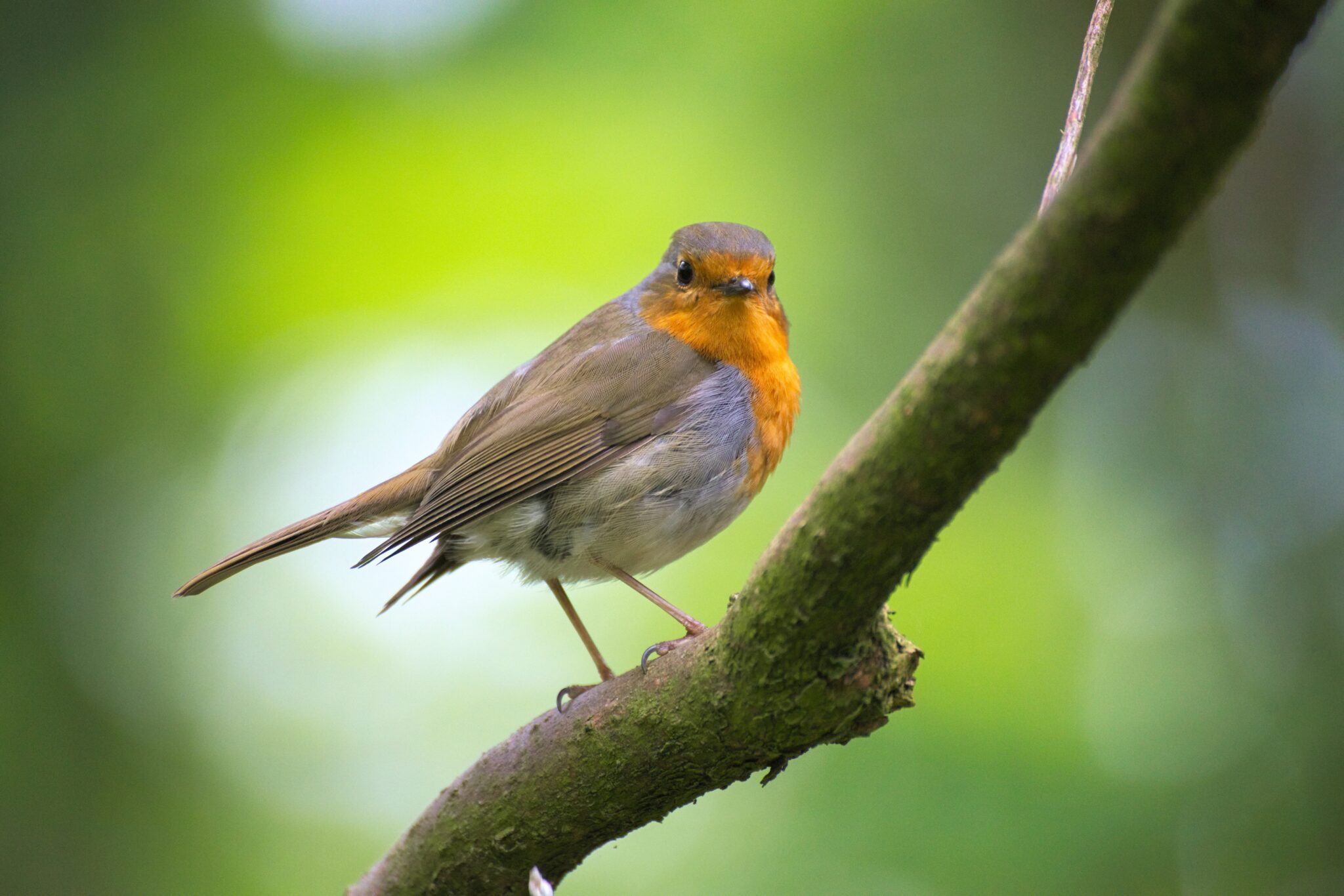 Unveiling the Mysteries of Robins: Your Questions Answered ...