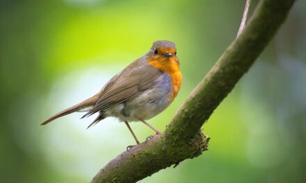 Unveiling the Mysteries of Robins: Your Questions Answered