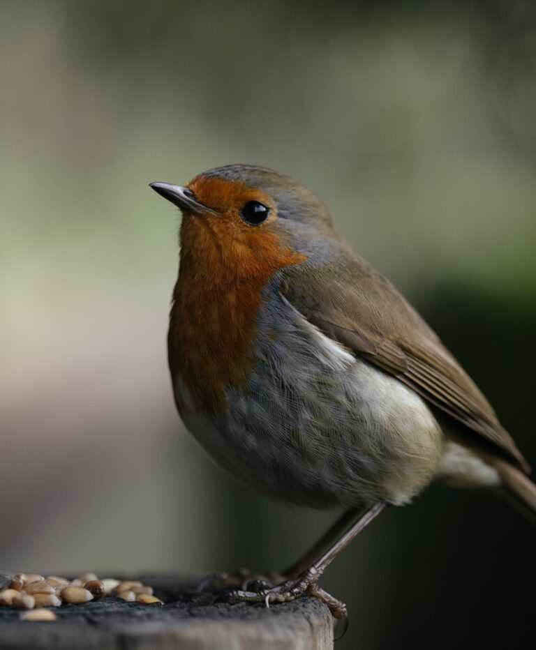 Robin British bird profile