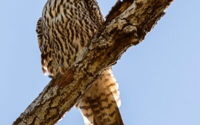 The Peregrine Falcon Experience: A Comprehensive Guide to Observing and Appreciating the UK’s Aerial Predator