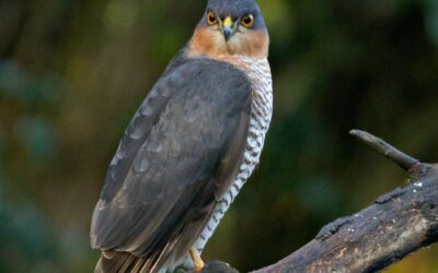 Unleashing the Thrill of Sparrowhawk Watching: A Comprehensive Guide to Finding and Watching Sparrowhawks in the UK