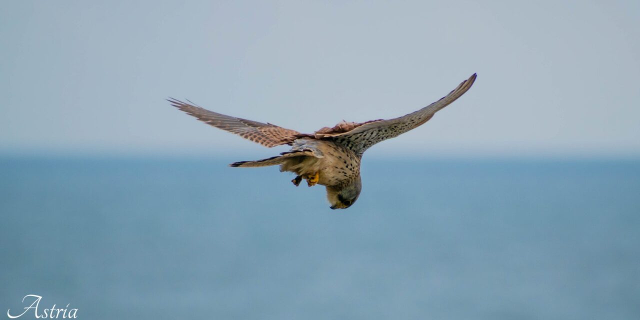 Exploring the Nesting Habits of Kestrels