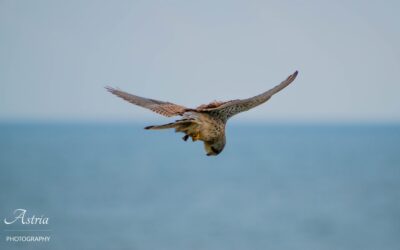 Exploring the Nesting Habits of Kestrels