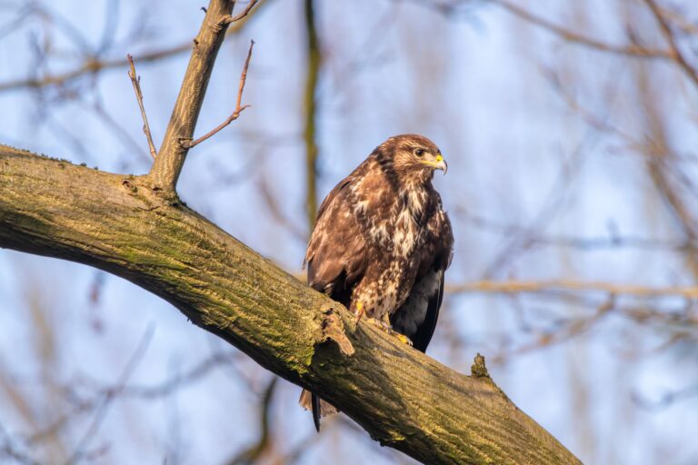 Buzzard bird perched on a tree branch in serene winter setting.