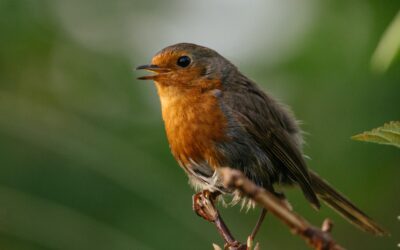 Robins : Common question