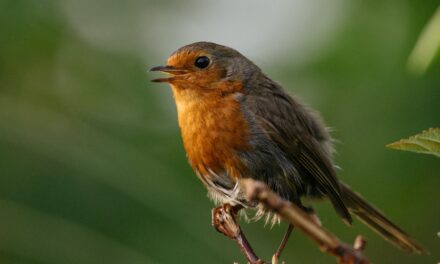 How to attract Robins to your garden