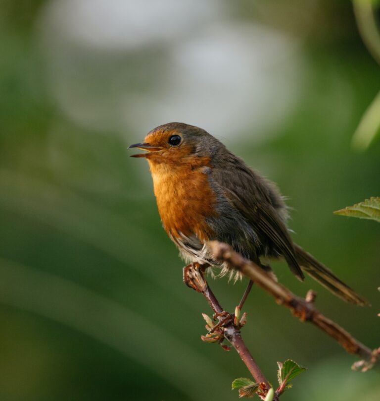 Robin