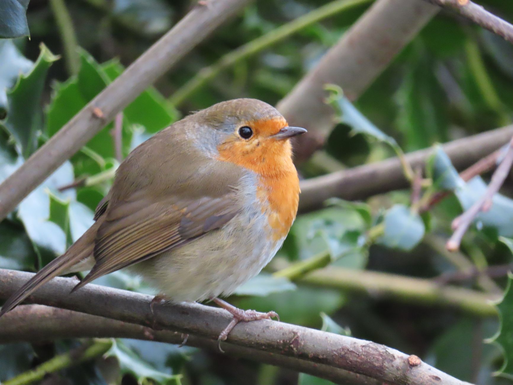 Close-up of a European robin resting on a branch surrounded by greenery.
