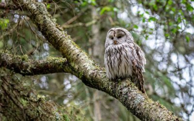 How to Get Proficient at Spotting Birds in a Forest