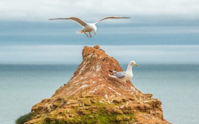 Bird Watching Devon – UK Paradise