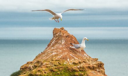 Bird Watching Devon – UK Paradise