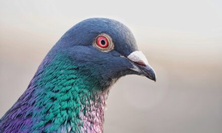 Celebrating Pigeons: Nature’s Unsung Heroes