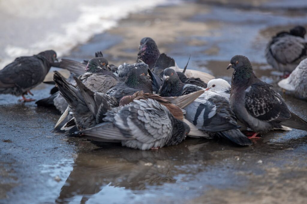 Flock of pigeons gathering on a wet pavement during winter, showcasing wildlife behavior in cold weather.