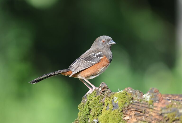 Eastern Towhee bird perched on a moss-covered log in outdoor natural setting.
