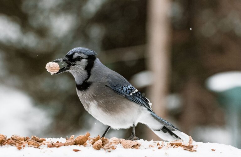 Close-up of a Blue Jay eating a peanut in the snow, showcasing wildlife in winter.