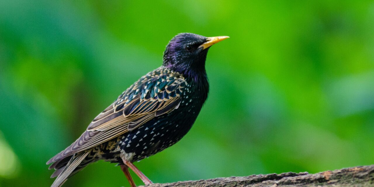 Unveiling the Enigmatic World of Starlings: Nature’s Avian Marvels