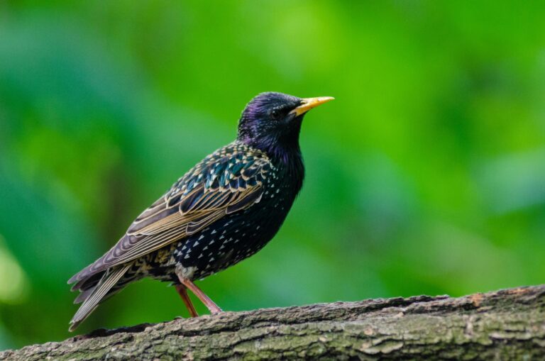 Starlings